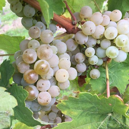 Ferienweingut Willems Oberemmel Exteriör bild